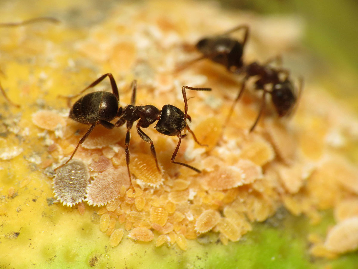 Comment les fourmis retrouvent leur nid